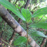 Ficus hispida L.f.